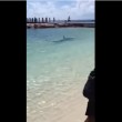 VIDEO YOUTUBE Squalo martello a riva: tutti fuori dall'acqua 5
