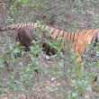 VIDEO YOUTUBE Tigre del Bengala contro leopardo: chi vince? 2