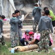 YOUTUBE Thailandia: cuccioli tigre in congelatore dei monaci