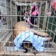 YOUTUBE Thailandia: cuccioli tigre in congelatore dei monaci2