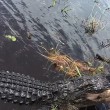 Alligatore si avvicina alla barca dei turisti in Florida 5