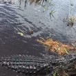 Alligatore si avvicina alla barca dei turisti in Florida 4