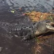 Alligatore si avvicina alla barca dei turisti in Florida 3