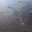 Alligatore si avvicina alla barca dei turisti in Florida 2