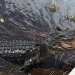 Alligatore si avvicina alla barca dei turisti in Florida