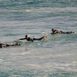 Australia, squalo a riva: surfisti escono di corsa dall'acqua FOTO3