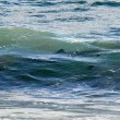 Australia, squalo a riva: surfisti escono di corsa dall'acqua FOTO2