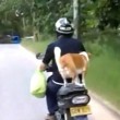 Cane in piedi su sedile scooter4