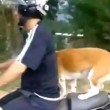 Cane in piedi su sedile scooter3