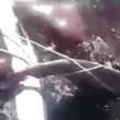 Cile: squalo lungo 5 metri impigliato nella rete3