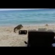 Coccodrillo cammina tra gli ombrelloni per raggiungere il mare