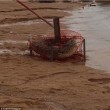 Coccodrillo lungo due metri catturato con rete per granchi 2