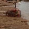 Coccodrillo lungo due metri catturato con rete per granchi