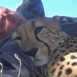 Cucciolo ghepardo incontra di nuovo il volontario: coccole e abbracci