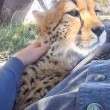 Cucciolo ghepardo incontra di nuovo il volontario: coccole e abbracci2