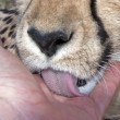 Cucciolo ghepardo incontra di nuovo il volontario: coccole e abbracci3