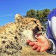 Cucciolo ghepardo incontra di nuovo il volontario: coccole e abbracci5