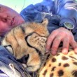 Cucciolo ghepardo incontra di nuovo il volontario: coccole e abbracci6