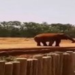 Elefante uccide accidentalmente bimba di 7 anni7