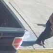Baton Rouge: nuove FOTO dell'assalto ai poliziotti2