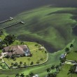 Florida, invasione di alghe verdi guacamol