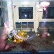 Germania, 17enne con accetta urla "Allah Akbar" su treno