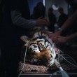 Indira, la tigre del Bengala operata di cataratta2