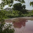 Messico, lago ricoperto di sangue infestato da 300 coccodrilli 4
