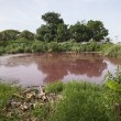 Messico, lago ricoperto di sangue infestato da 300 coccodrilli 3
