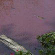 Messico, lago ricoperto di sangue infestato da 300 coccodrilli 2