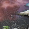 Messico, lago ricoperto di sangue infestato da 300 coccodrilli