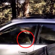 Orso intrappolato nell'auto: poliziotti aprono portellone6