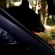 Orso intrappolato nell'auto: poliziotti aprono portellone