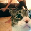 Padrona si riprende mentre fa yoga, gatto abbatte telecamera