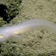 Pesce fantasma" avvistato vivo: pelle trasparente