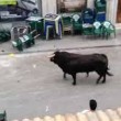 Toro in fuga entra in banca 4