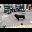 Toro in fuga entra in banca 3