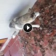 VIDEO Husky abbandonato in terrazza tra le feci3
