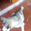 VIDEO Husky abbandonato in terrazza tra le feci2