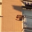 Cane chiuso in balcone senza acqua e cibo4