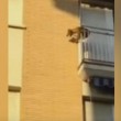 Cane chiuso in balcone senza acqua e cibo6