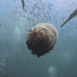 YOUTUBE Pesci utilizzano meduse per proteggersi dai predatori 2