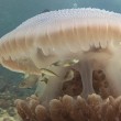 YOUTUBE Pesci utilizzano meduse per proteggersi dai predatori
