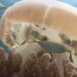 YOUTUBE Pesci utilizzano meduse per proteggersi dai predatori 3