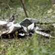 Slovenia: FOTO aereo precipitato con quattro persone5