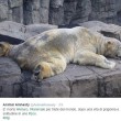 Arturo, l'orso più triste del mondo è morto01