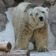 Arturo, l'orso più triste del mondo è morto03