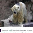 Arturo, l'orso più triste del mondo è morto07