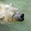 Arturo, l'orso più triste del mondo è morto8