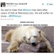 Arturo, l'orso più triste del mondo è morto11
